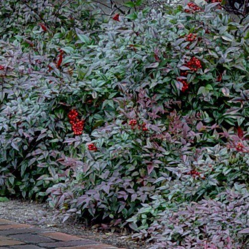 Nandina Harbour Belle - Pb6.5