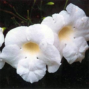 Pandorea j. Lady Di, Bower Vine - Pb6.5