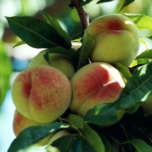 Peach Rose Chiffon (dwarf) - Pb18