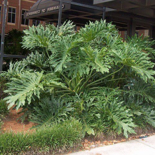 Philodendron bipinnatifidum - 3.5