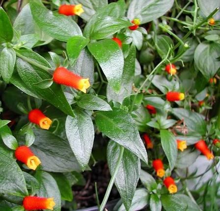 Manettia bicolour, Firecracker Plant - Pb6.5