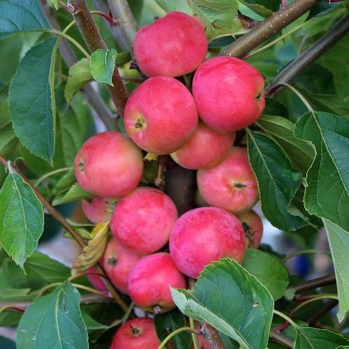 Malus Jelly King, Crabapple - Pb12/18