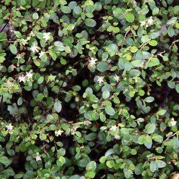 Muehlenbeckia axillaris - Pot