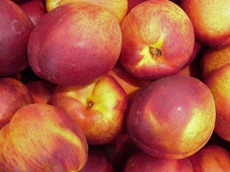 Nectarine Redgold - Pb12/Pb18