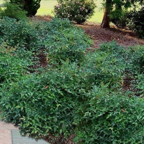 Nandina Harbour Dwarf - Pb6.5