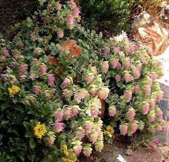 Origanum r. Kent Beauty - pb5 (10/20)