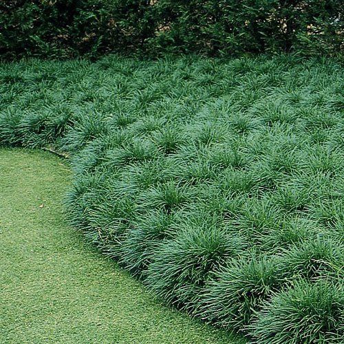 Ophiopogon japonicus - Tube