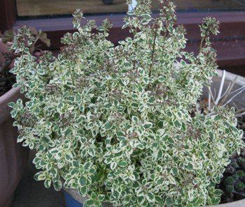 Origanum v. Country Cream - pb5 (10/20)