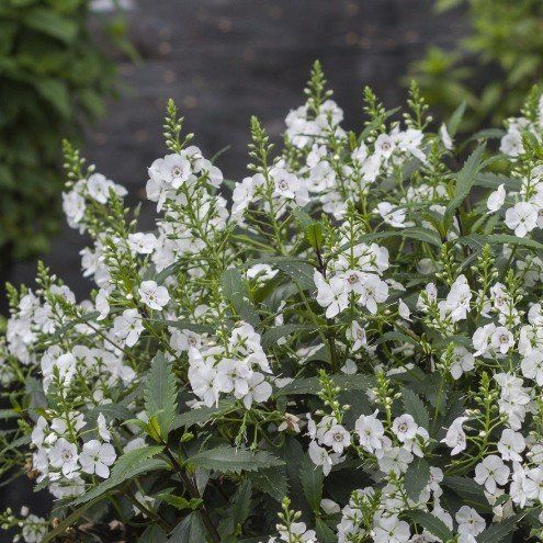 Parahebe Avalanche - 2.5Ltr