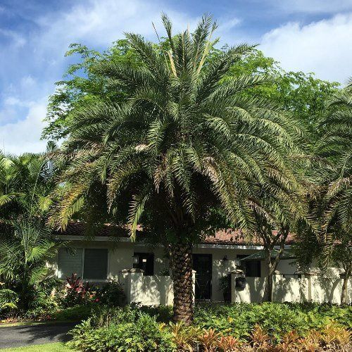 Phoenix sylvestris - pb6.5 (30/40)