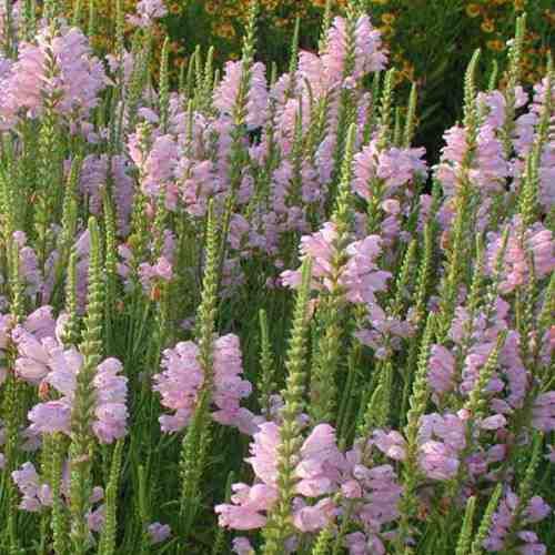Physostegia virginiana, Obedient Plant - Pb5