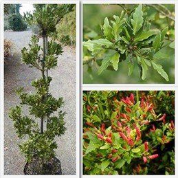 Phyllocladus alpinus, Mountain Celery Pine - Pb5