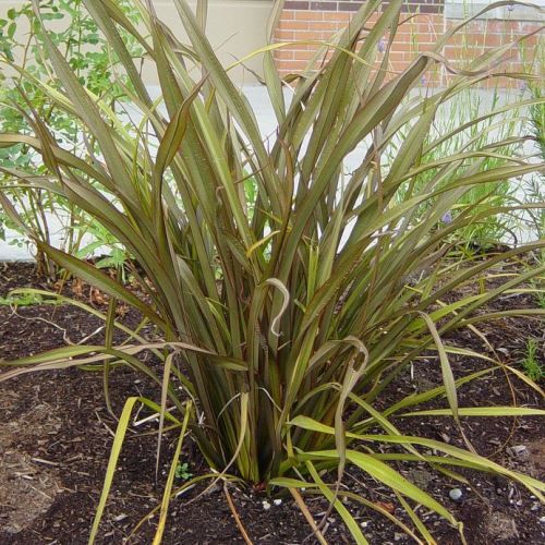 Phormium Tom Thumb, Flax - Pb5 (15/20)