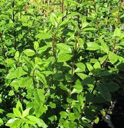 Pittosporum buchananii - Pb5