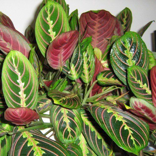 Maranta tricolour, Prayer Plant (house plant)