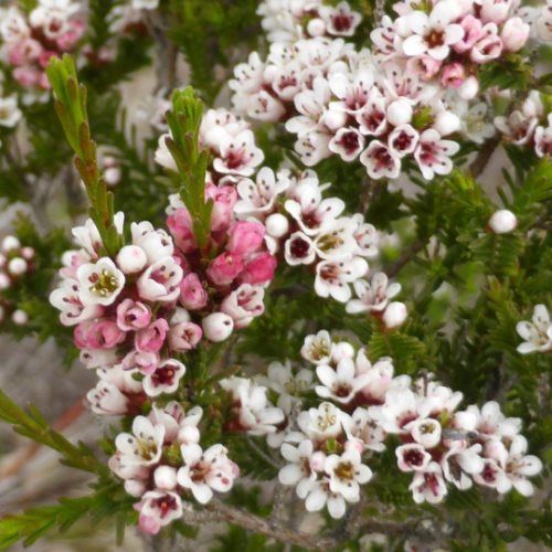 Micromyrtus ciliata - pb6.5 (15/20)