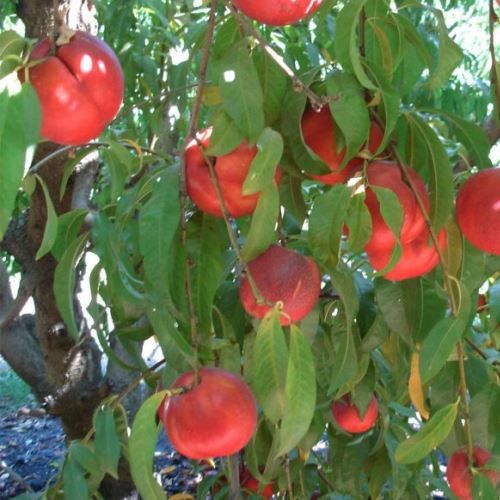 Nectarine Armredark - Pb18