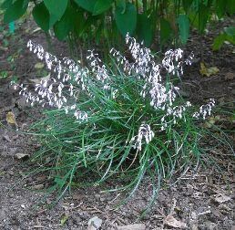 Ophiopogon umbraticola - pb5 (10/15)