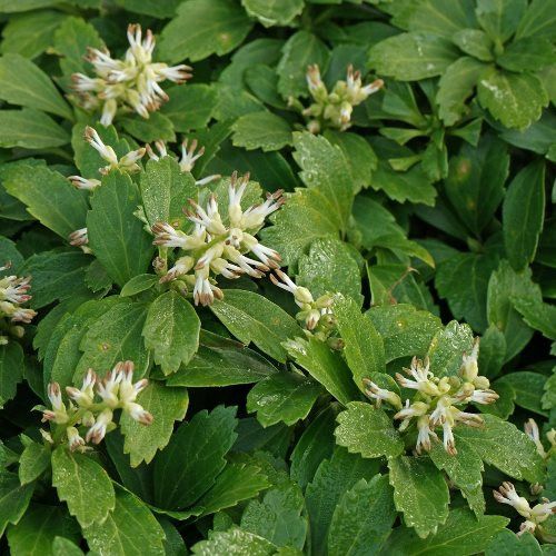 Pachysandra terminalis, Japanese Spurge -  Tube