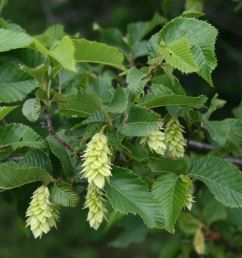 Ostrya carpinifolia, European Hop-Hornbeam - Pb12