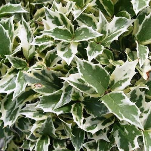 Osmanthus h. Variegatus, Variegated False Holly - Pb5