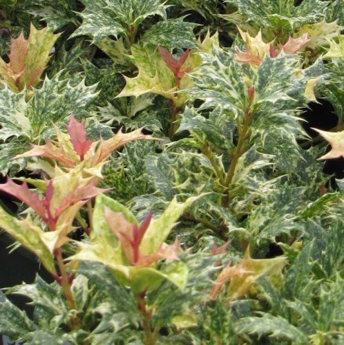 Osmanthus h. Goshiki - Pb6.5 (40/50)