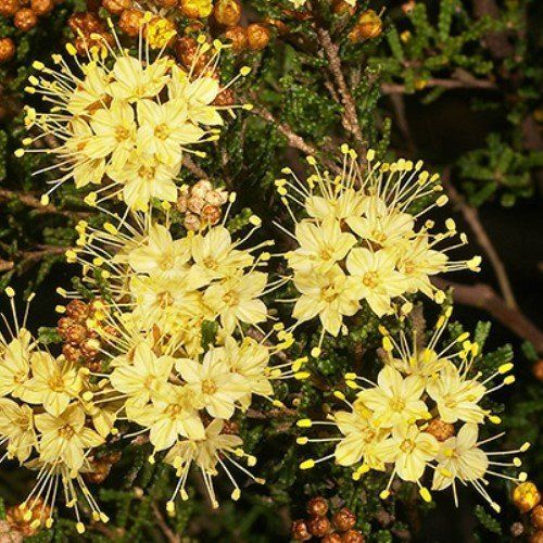 Phebalium glandulosum, Desert Phebalium - Pb6.5