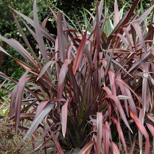 Phormium t. Dazzler, Flax - Pb5