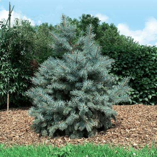 Picea Baby Blue, Dwarf Colorado Spruce - 2.5Ltr
