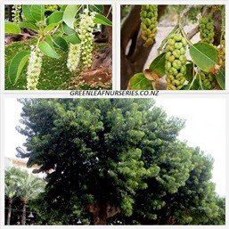 Phytolacca dioica, Umbo - Pb6.5