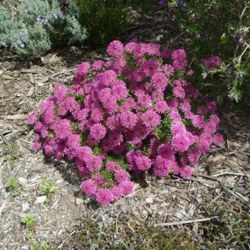 Pimelea My Love - Pb6.5