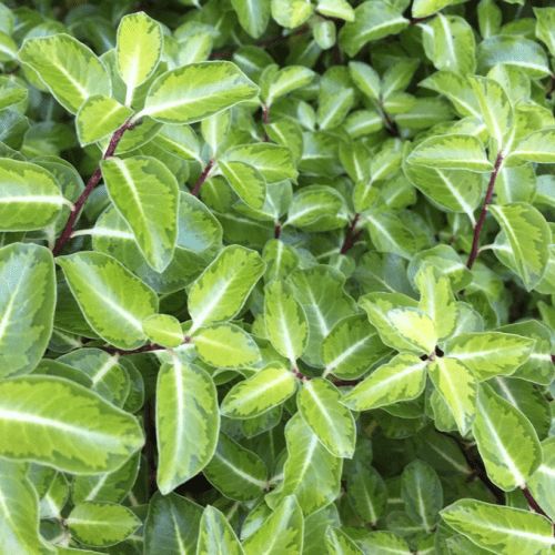 Pittosporum Gold Star - Pb3/4