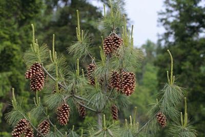 Pinus wallichiana, Blue Pine - Pb6.5