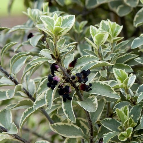 Pittosporum Marjorie Channon - Pb5