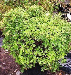 Pittosporum Sumo - Pb5