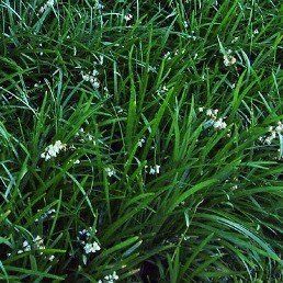 Ophiopogon planiscarpus, Mondo Grass - Pot