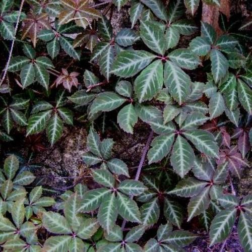 Parthenocissus henryana, Chinese Virginia Creeper 1.5L (30/50)