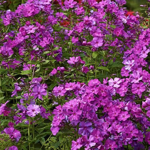 Phlox Le Madhi - Pb6.5