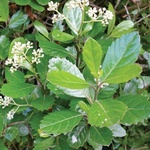 Pennantia corymbose, Bellbird Tree - Pb5