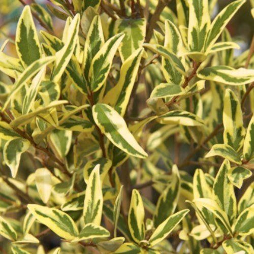 Phebalium sq. Illumination, Satin Wood - Pb6.5