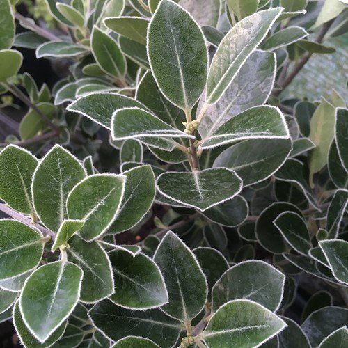 Pittosporum Stephens Island - Pot