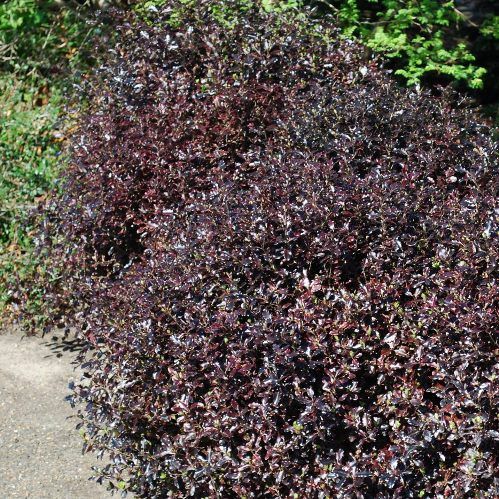Pittosporum Tom Thumb - 2Ltr