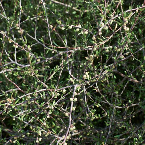 Plagianthus divaricatus, Makaka - Pb18