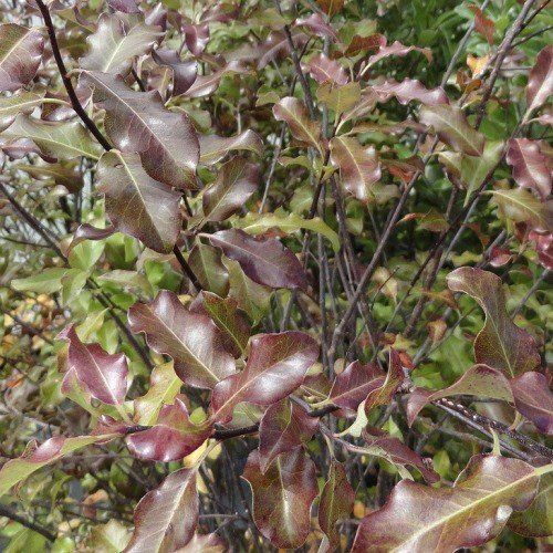 Pittosporum Zen - Pb5