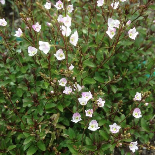 Parahebe Pink Delight - 1.3Ltr/Pb5