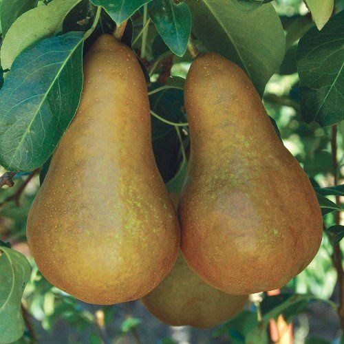 Pear Double Beurre Bosc/Packham's Triumph - Pb18