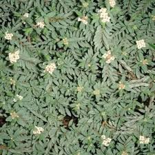 Pimelea prostrata - Pot