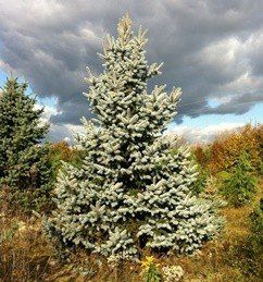 Picea Moerheimii, Moerheim Blue Spruce - 2.8Ltr