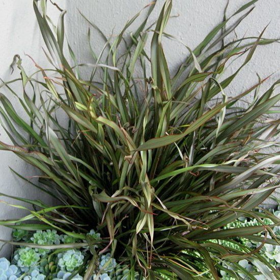 Phormium Surfer, Flax - Pb5