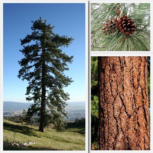 Pinus ponderosa, Bull Pine - Pb6.5